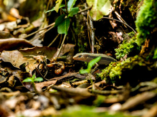 虫を食べるニホントカゲ