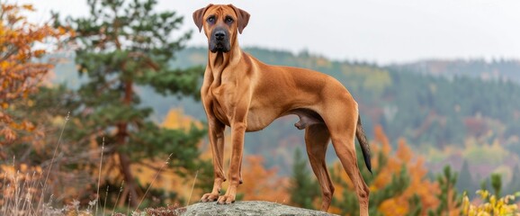In The Rugged Beauty Of A Forest Mountains Landscape, A Rhodesian Ridgeback Dog Stands Proudly Atop A Stone, Its Noble Presence A Testament To The Strength And Resilience