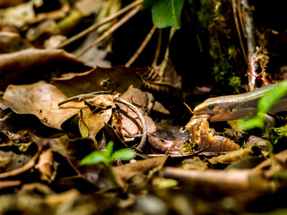 虫を食べるニホントカゲ