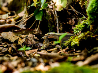 虫を食べるニホントカゲ