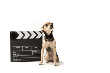Pet cinema, cute dog with clapperboard, canine film production,isolated on white
