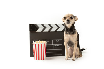 Pet cinema, cute dog with popcorn movie board, canine entertainment, doggy production, canine film...