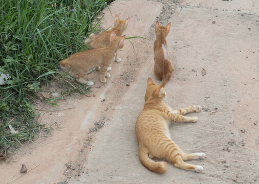 Cats play in the front yard.