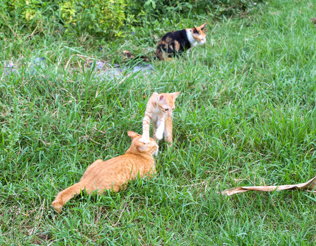 Cats play in the front yard.