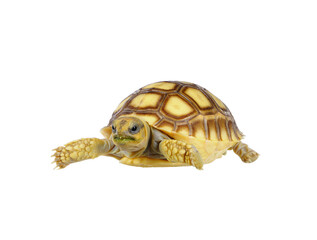 Sulcata Turtle isolated on white background