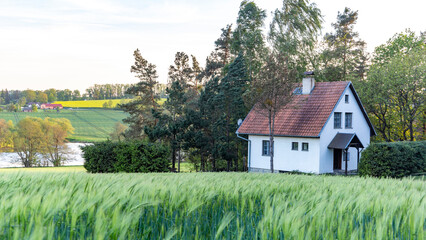 A small house on the edge of a field with rye.