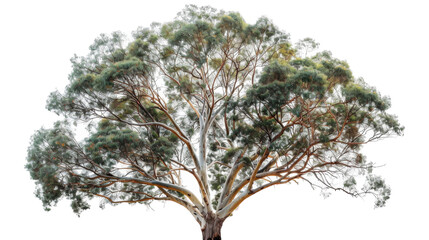 Majestic Tree Abundant With Lush Green Leaves