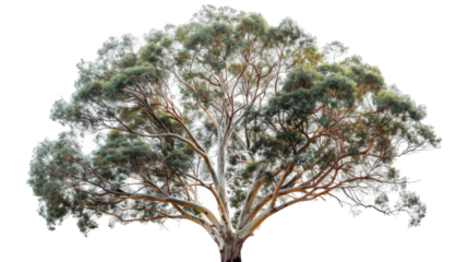 Majestic Tree Abundant With Lush Green Leaves