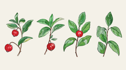 Lingonberry Four . Detailed hand drawn branches 