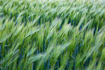 Field of green rye. Close-up photo.