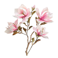 magnolia 