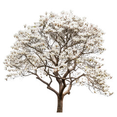 Fototapeta premium magnolia 