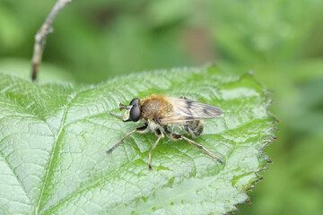 A bee-mimic hoverfly, Criorhina asilica