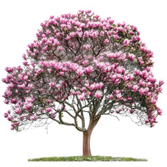 Obraz premium Magnolia tree