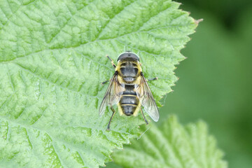 The Batman Hoverfly (Myathropa florea)
