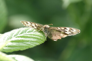 Speckled Wood butterfly (Pararge aegeria)