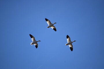 Snow geese in spring, Montmagny, Québec, Canada