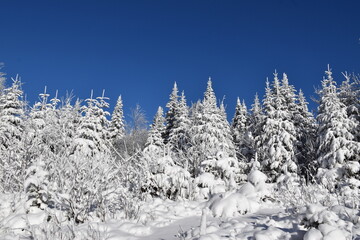 A snowy forest under a blue sky, Sainte-Apolline, Québec, Canada