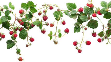 A Canopy of Crimson: Raspberry Harvest on a Twisting Bramble