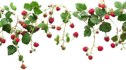 A Canopy of Crimson: Raspberry Harvest on a Twisting Bramble