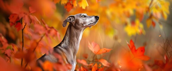 Amidst The Vibrant Fall Colors, An Elegant African Greyhound Stands Out, Its Sleek Form Blending...