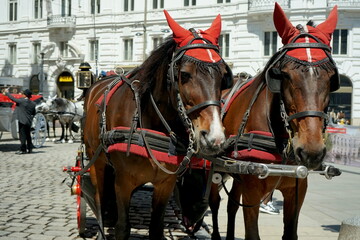 Obraz premium Kutsche mit Pferden vor der Wiener Hofburg