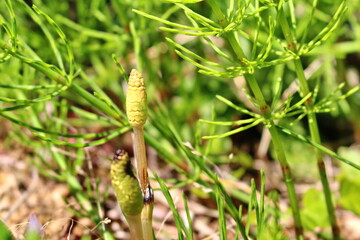 春を待ち、春を感じさせるつくし（土筆）