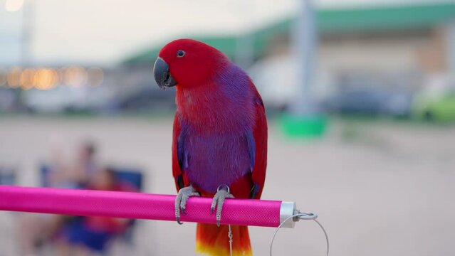 Electus parrot it colourful standing on a branch.