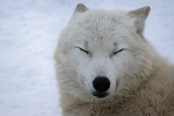 White wolf with closed eyes in the snow