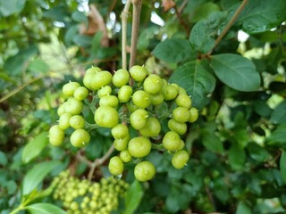 Image of beautiful green colored seeds