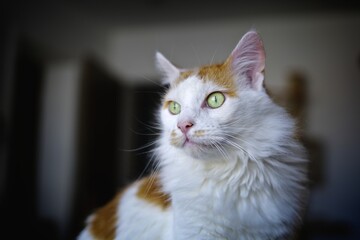 Portrait of  cute longhair cat looks curious away. 