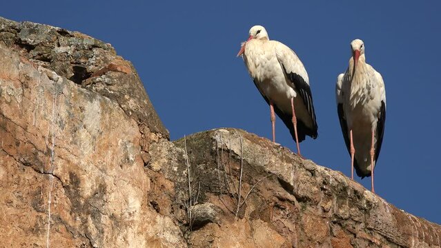 Storks settle on the ruins of the Chellah in Rabat, Morocco
