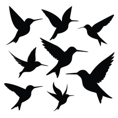 Set of Anna’s Hummingbird black Silhouette Vector on a white background