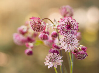 Różowe kwiaty Jarzmianki, tapeta, dekoracja. © mycatherina