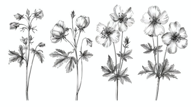 Meadow geranium or cranes-bill flowers isolated on wh