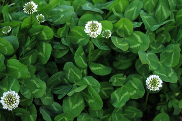クローバー、しろつめくさの白い花