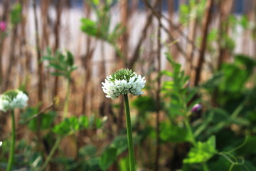 クローバー、しろつめくさの白い花