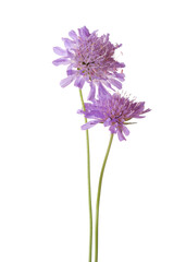 Two Field Scabious flowers isolated on white background. Knautia arvensis.