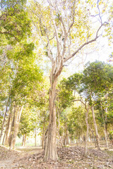 a tall towering tree on a sunny day