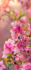 Vibrant Pink Cherry Blossoms in Spring Bloom