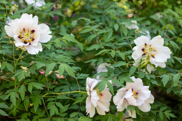 White tree peony flowers in the garden