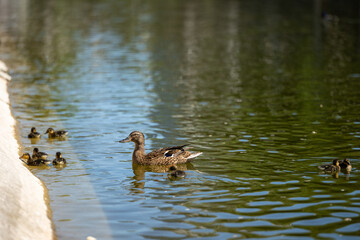 A mallard with her baby ducks is swimming in the lake