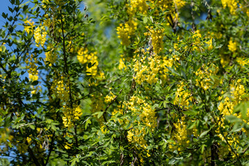 Floral yellow Caragana clusters on green branches