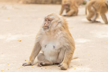 a female monkey sitting on the ground