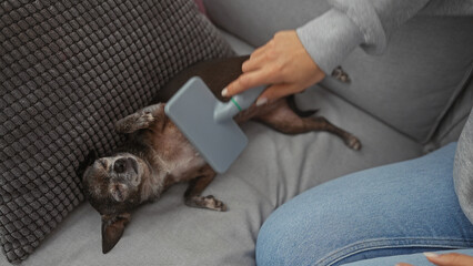 A woman comfortably grooms a relaxed chihuahua with a brush on a sofa at home.