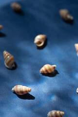 Seashells with underwater shadows on the blue background close up macro