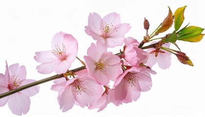 pink sakura flower with stem in png isolated on transparent background