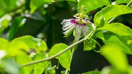 Fototapeta premium In summer, orchards, passion fruit, blooming, passion fruit flowers, passion fruit