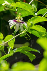 In summer, orchards, passion fruit, blooming, passion fruit flowers, passion fruit