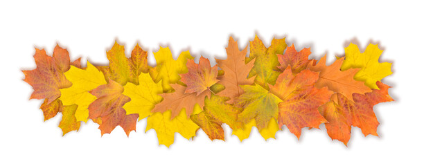 Autumn maple leaf isolated on white background. Fall season foliage. Top view. Banner.